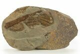 Two Foulonia Trilobites with a Cephalopod - Fezouata Formation #328566-2
